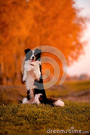 Black and white dog Border collie stay on grass. sunset. yellow forest on background. autumn Stock Photo