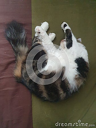 Cute black and white long hair cat sleeps curling in fetal position on queen sized bed Stock Photo