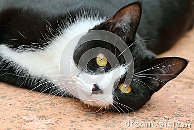 Cute black and white tuxedo cat Stock Photo