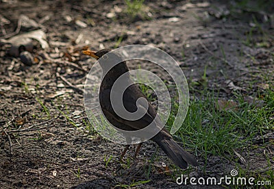 Cute blackbird wildlife turdus merula. Stock Photo