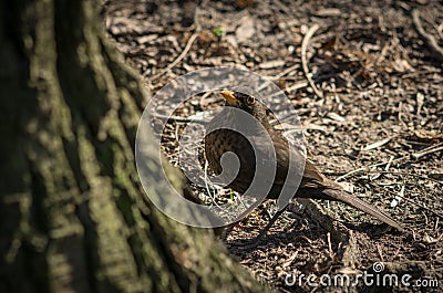 Cute blackbird wildlife turdus merula. Stock Photo