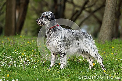 Cute blue belton English Setter dog in a spring flowering meadow Stock Photo