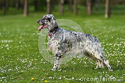 Cute blue belton English Setter dog in a spring flowering meadow Stock Photo