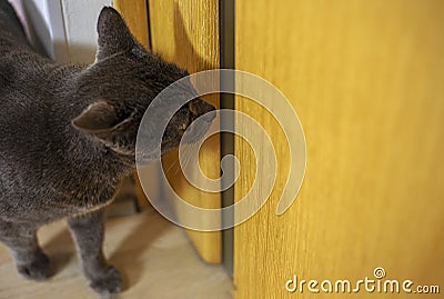 cute blue cat of the American Burmese breed sits near a wooden door in the room and waits for him to be let out Stock Photo