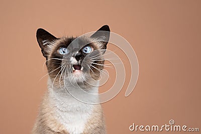 cute blue eyed siamese cat with mouth open meowing Stock Photo