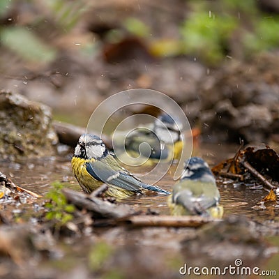 Cute blue tit bird bathing in the bird bath makes the water spray Stock Photo