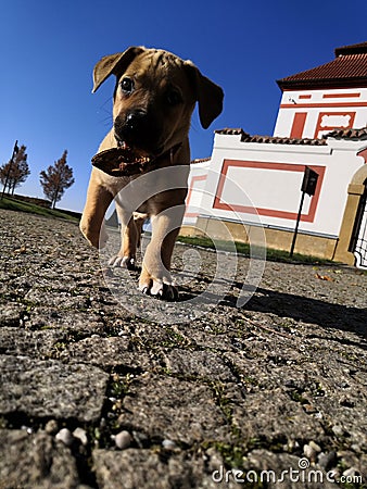 cute Boerboel puppy crawls near the castle Stock Photo