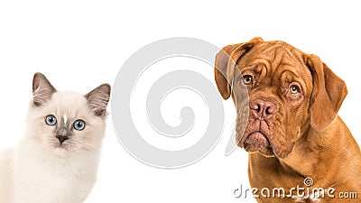 Cute bordeaux dog and rag doll baby cat portrait Stock Photo