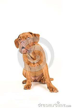 Cute bordeaux dogue looking up with its mouth open Stock Photo