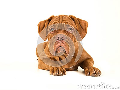 Cute bordeaux dogue lying down on the floor Stock Photo