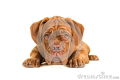 Cute bordeaux dogue Stock Photo