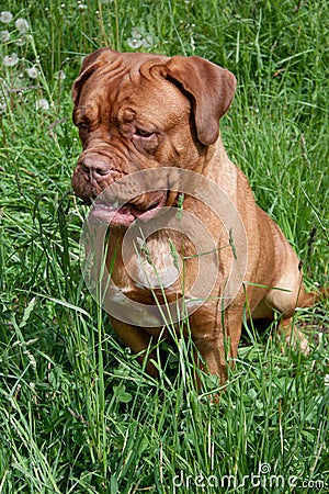 Cute bordeaux mastiff puppy is sitting in a green grass. Stock Photo