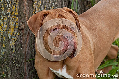 Cute bordeaux mastiff is standing near a large tree. Stock Photo