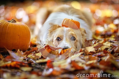 Cute border collie dog with pumpkins Stock Photo