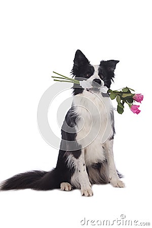 Cute border collie dog with roses in his mouth Stock Photo