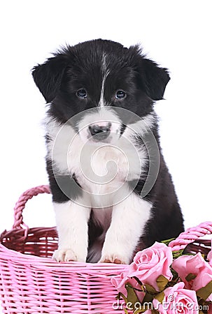 Cute border collie puppy in a basket Stock Photo