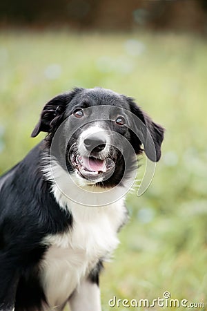 Cute border collie puppy portrait Stock Photo