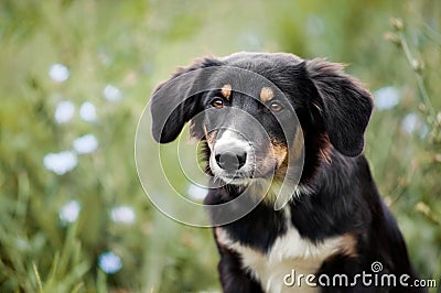 Cute border collie puppy portrait Stock Photo