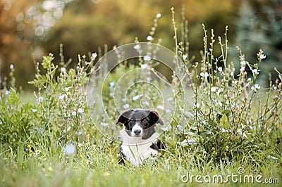Cute border collie puppy Stock Photo