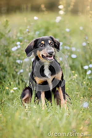 Cute border collie puppy Stock Photo