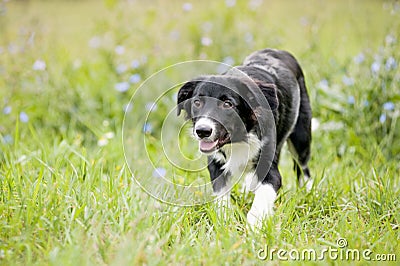 Cute border collie puppy walks Stock Photo