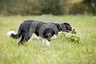 Cute border collie puppy walks Stock Photo