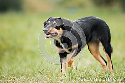 Cute border collie puppy walks Stock Photo