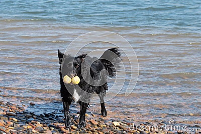 Cute Border Collie running in water at beach Stock Photo