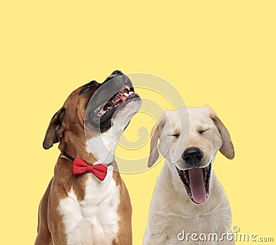 Couple of dogs howling in pain and shouting powerful Stock Photo