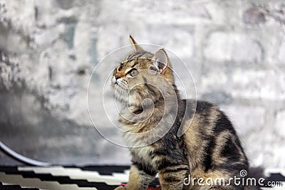 cute breed cat looking at something The background is an old gray brick pattern. Stock Photo