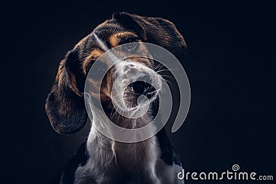 Portrait of a cute breed dog on a dark background in studio. Stock Photo