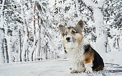 Cute breed Welsh Corgi dog on snow in winter day Stock Photo