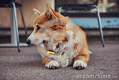 Cute breed Welsh corgi waiting for its owner, outdoors. Stock Photo