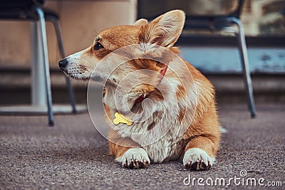 Cute breed Welsh corgi waiting for its owner, outdoors. Stock Photo