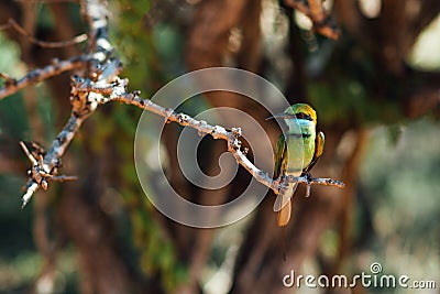 Cute bright titmouse bird Stock Photo