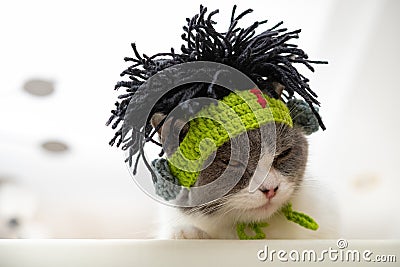 a cute british shorthair cat wearing punk style funny hat with dummy hairs Stock Photo