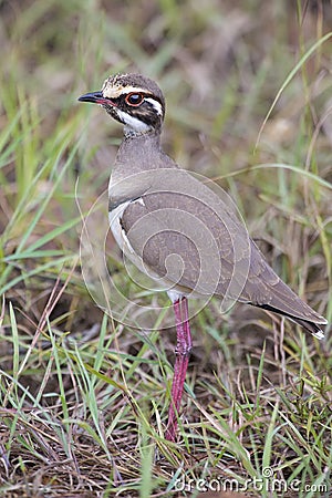 Cute bronze-winged courser standing in green grass Stock Photo