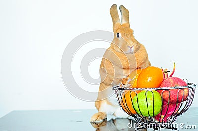 Cute brown bunny with fresh fruit Stock Photo