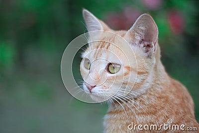 Cute brown cat Stock Photo