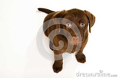 Cute brown chocolate labrador puppy dog looking up Stock Photo