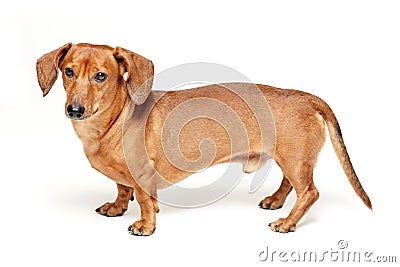 Cute brown dachshund dog isolated on white Stock Photo