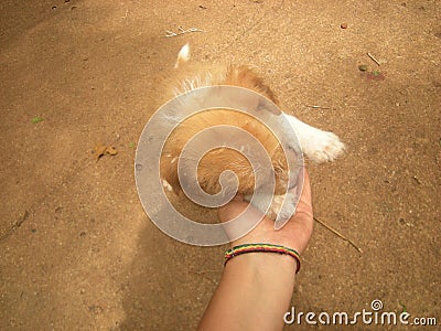 Cute Puppy in the hands of a person Stock Photo