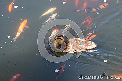 Cute duckling swimming in a koi pond in Southern California Stock Photo