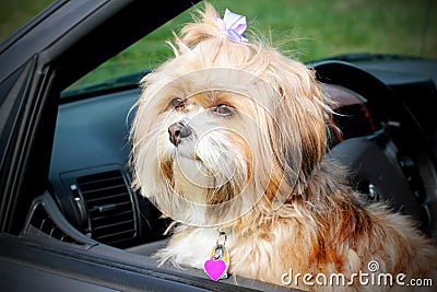 Doggie in the window. Stock Photo