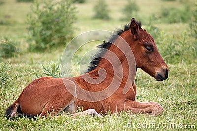 Cute brown foal Stock Photo