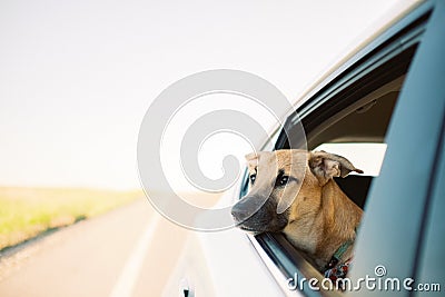 Cute brown Formosan mountain dog looking out of a car window during daytime Stock Photo