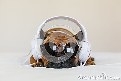 Cute brown french bulldog sitting on the bed at home and looking at the camera. Funny dog listening to music on white headset. Stock Photo