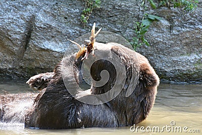 Brown grizzly about to nibble on a branch Stock Photo