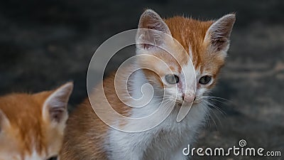 Cute brown kitten Stock Photo