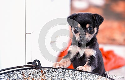 Cute brown mix puppy on the cauldron. Close up portrait Stock Photo